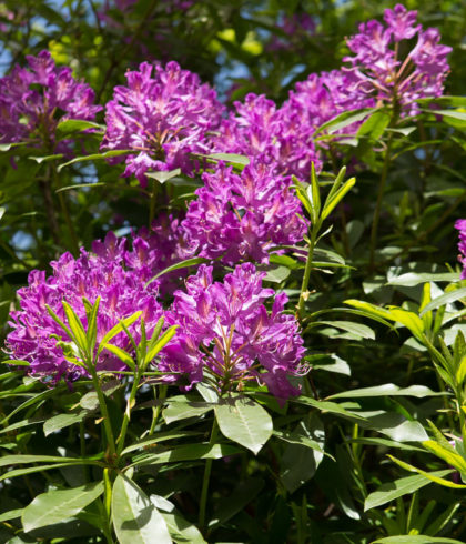 Rhododendrons, the Brittany Riviera