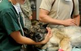 197007-veterinary-85925–180