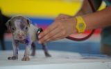 197008-veterinaire-2