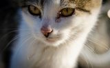 197009-chat