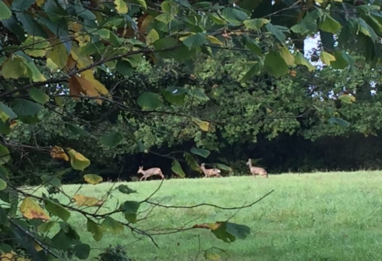 Faune dans le terrain à Kersentic